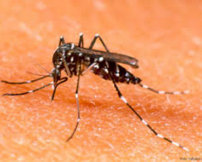 Em uma semana cresce em quase 100 novas notificações de dengue em Três Lagoas