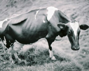 Homem morre 20 dias depois de ser diagnosticado com doença da vaca louca