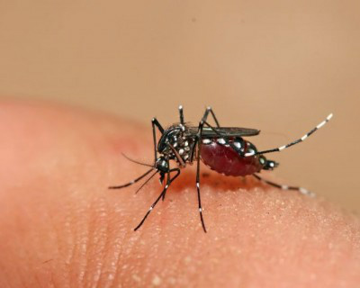 Projeto prevê entrada compulsória em casas para fiscalização da dengue