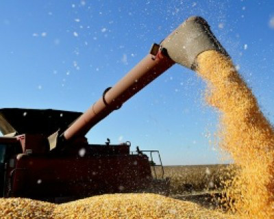 Com escassez de milho no mercado interno, preço da saca sobe 38%