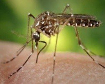 Campo Grande tem primeiro caso de febre chikungunya de MS em 2017