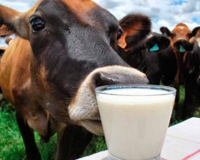 Brasil deve ser reconhecido como área livre de pleuropneumonia bovina