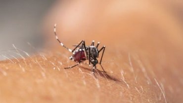 MS tem aumento de 12 casos de febre chikungunya em doze dias, diz Saúde
