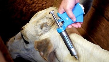 MS inicia campanha contra a aftosa no dia 1° de maio com a intenção de vacinar 21 milhões de animais