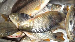 Frigorífico de peixe em TL depende de licenças para funcionar em plena capacidade