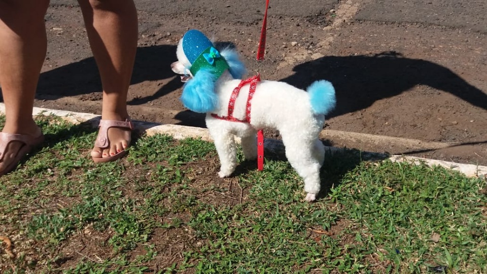 Alegria marca Cãominhada em Três Lagoas.