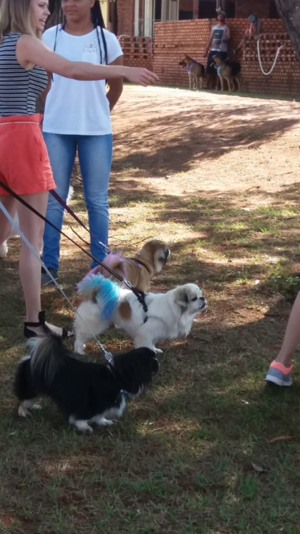 Alegria marca Cãominhada em Três Lagoas.