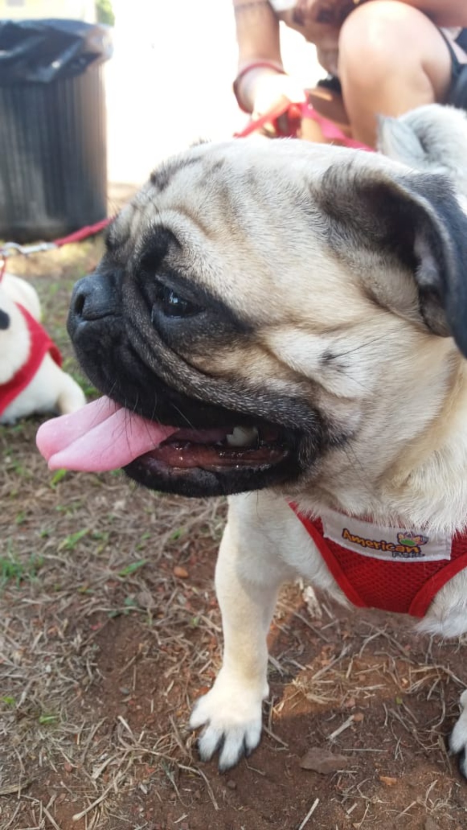 Alegria marca Cãominhada em Três Lagoas.