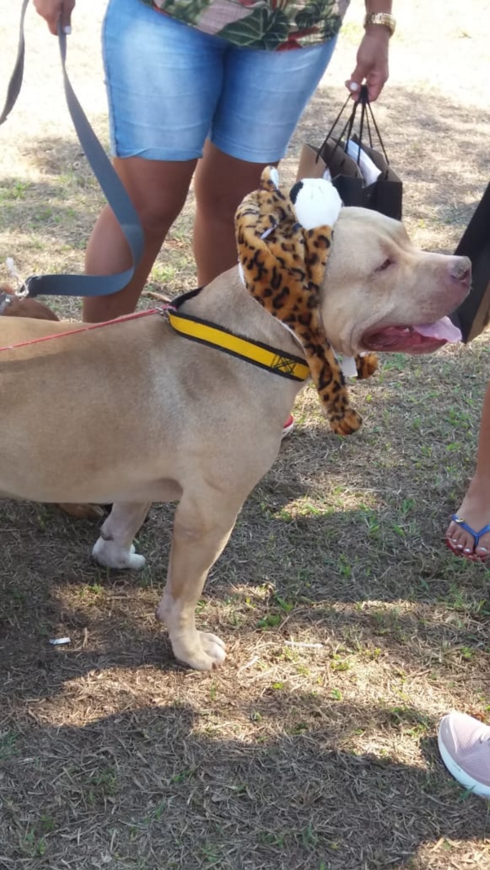 Alegria marca Cãominhada em Três Lagoas.