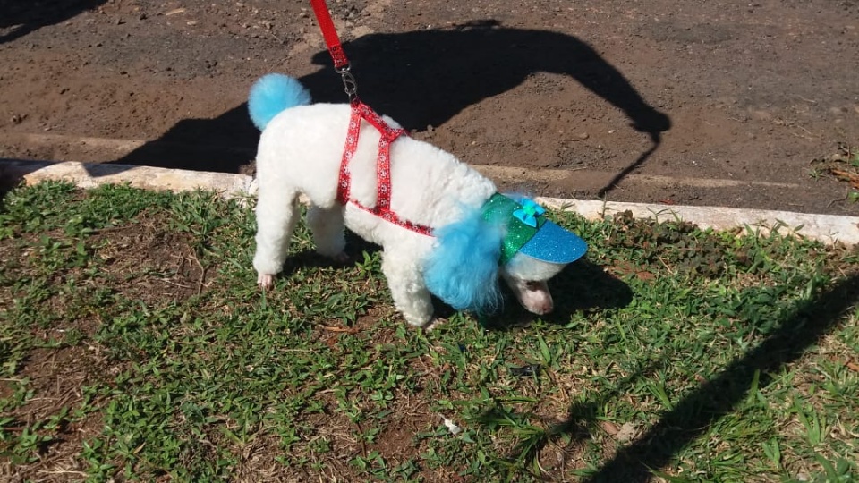 Alegria marca Cãominhada em Três Lagoas.