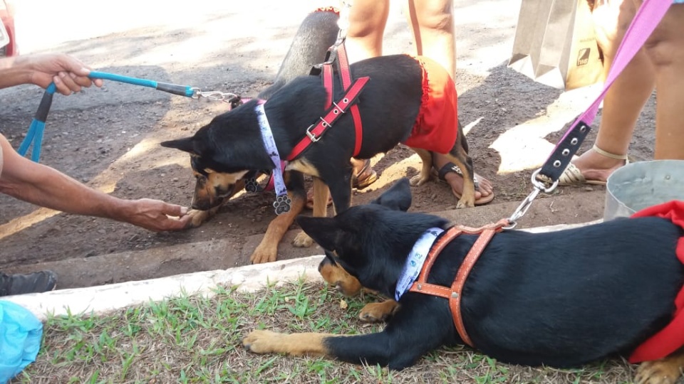 Alegria marca Cãominhada em Três Lagoas.