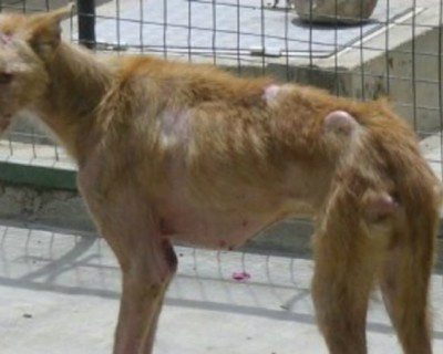 CCZ de TL acredita que proibir eutanásia em cães com leishmaniose não é a saída