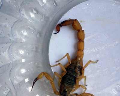 Saúde de Três Lagoas realiza orientações para prevenir acidentes com escorpiões