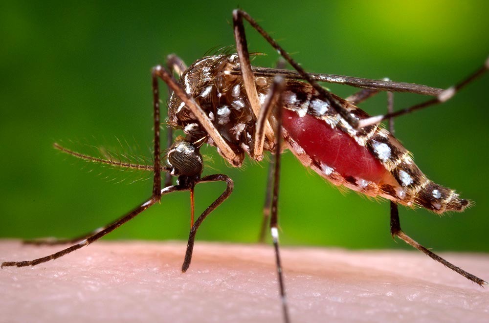 Três Lagoas registra 50 novos casos notificados suspeitos de Dengue e acumulado do ano chega a 5.138 casos