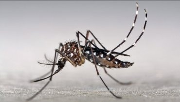 Três Lagoas registra 13 novos casos suspeitos de Dengue em uma semana
