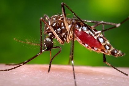 MONITORAMENTO DENGUE: Três Lagoas notificou 142 novos casos suspeitos em uma semana MONITORAMENTO DENGUE: Três Lagoas notificou 142 novos casos suspeitos em uma semana