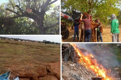 Balanço coloca as queimadas, cortes de árvores e maus tratos a animais como os crimes ambientais mais denunciados em 2020 Balanço coloca as queimadas, cortes de árvores e maus tratos a animais como os crimes ambientais mais denunciados em 2020