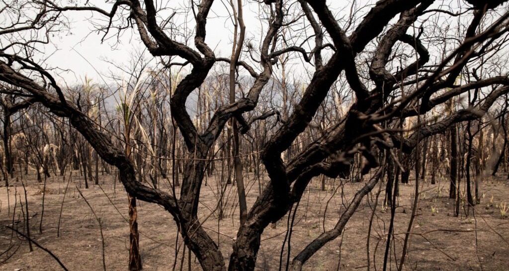Queimadas no Pantanal alcançaram uma proporção devastadora Pantanal pode levar até 50 anos para se regenerar após os incêndios de 2020