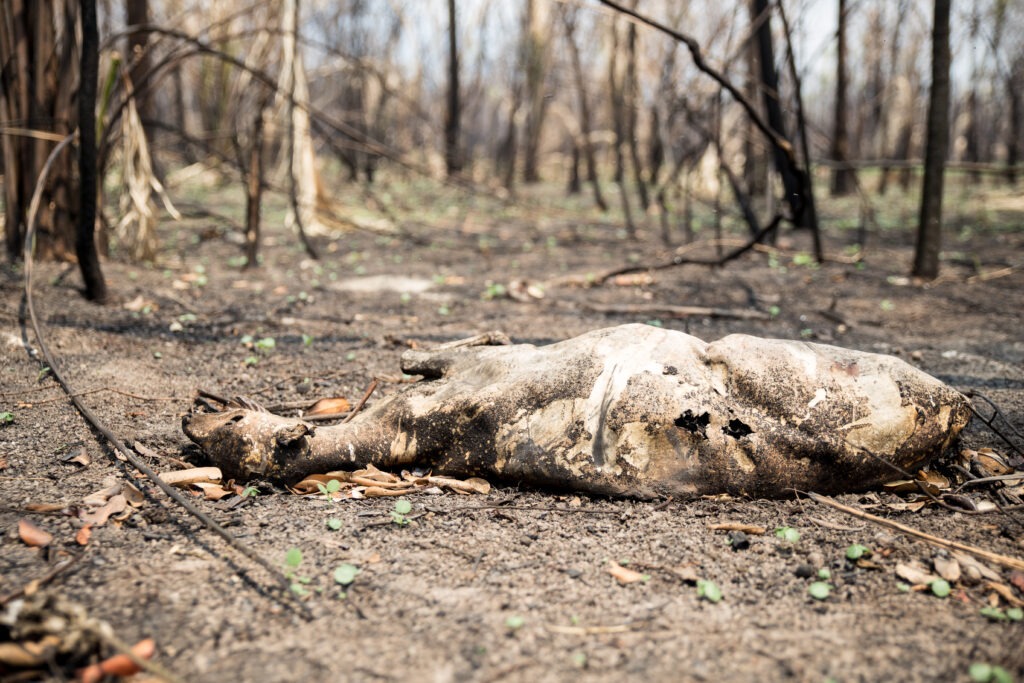 Queimadas no Pantanal alcançaram uma proporção devastadora Queimadas no Pantanal alcançaram uma proporção devastadora