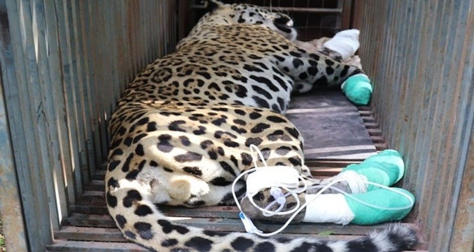 Queimadas no Pantanal alcançaram uma proporção devastadora Queimadas no Pantanal alcançaram uma proporção devastadora