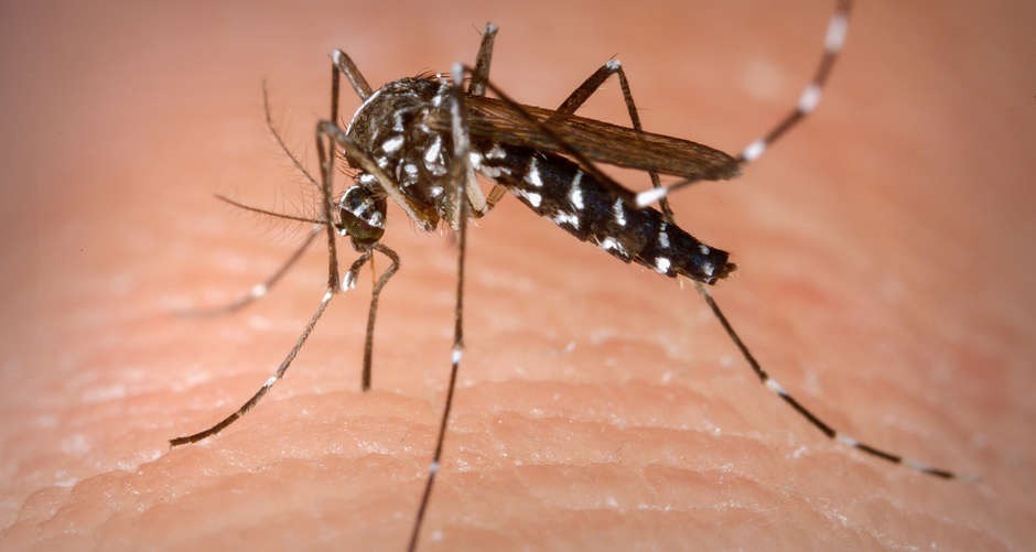 Estado já registra três casos suspeitos de zika vírus em 2021 O período avaliado no Estado compreende entre 01 a 30 de janeiro de 2021